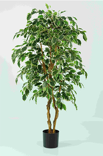 1.2m Ficus Exotica Tree Golden Grn w882 lvs