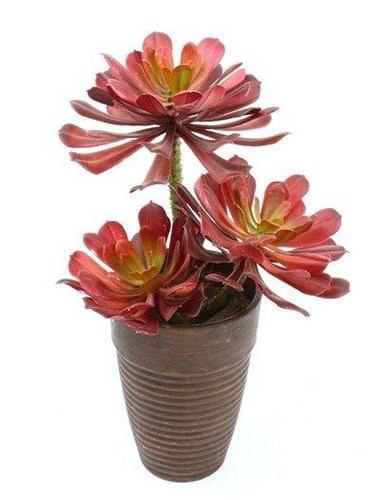 11 inch Mini Aeonium with 3 Heads Red