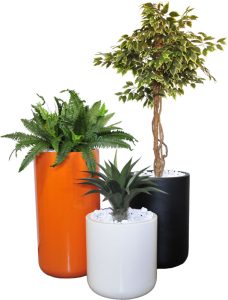 Boston Fern / Varigated Ficus / Agave