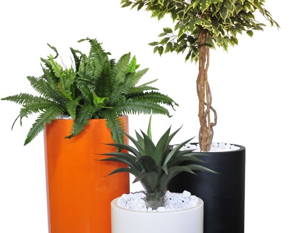 Boston Fern / Varigated Ficus / Agave