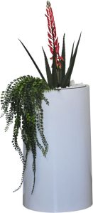 Aloe with Red Flowers & Pealeaf