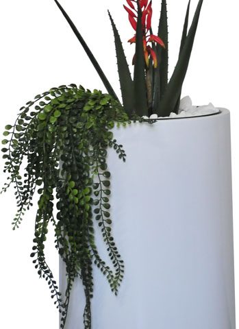 Aloe with Red Flowers & Pealeaf