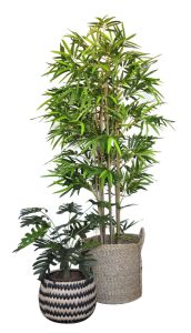 Philodendron Bush / Standard Bamboo