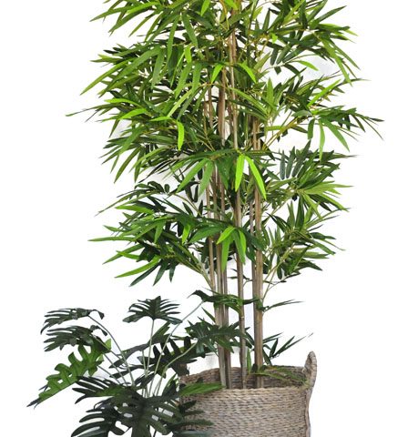 Philodendron Bush / Standard Bamboo