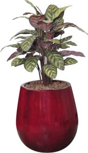 70cm Peacock Plant in Belly Pot