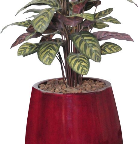 70cm Peacock Plant in Belly Pot