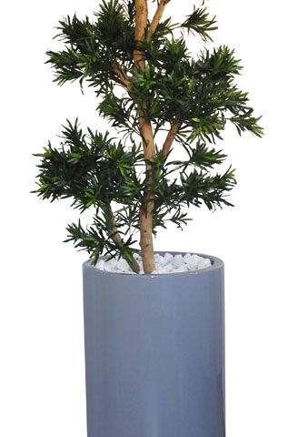 Podacarpis Tree in Bailey Pot