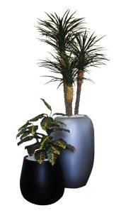 Croton / 3 Head Yucca Rostrata