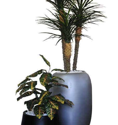 Croton / 3 Head Yucca Rostrata