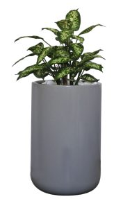 70cm Diffenbachia in Bailey Pot