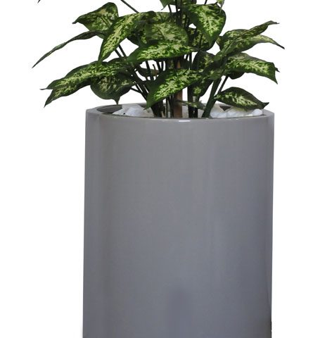 70cm Diffenbachia in Bailey Pot