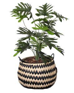 Split leaf Plant in Striped Basket