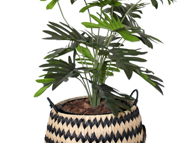 Split leaf Plant in Striped Basket