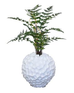 Seratted Fern in Dragon Scale Pot