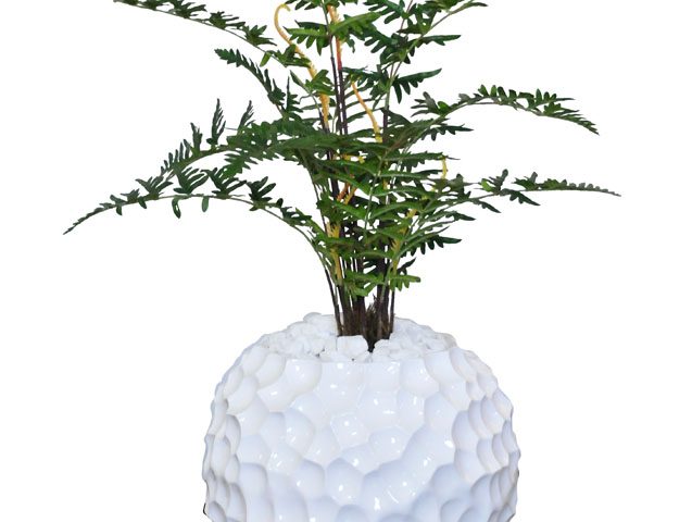 Seratted Fern in Dragon Scale Pot