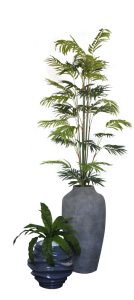 Birds Nest / Mini Palm