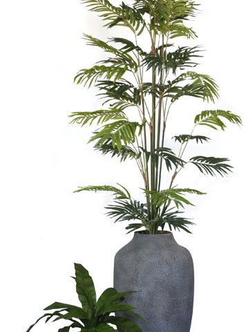 Birds Nest / Mini Palm