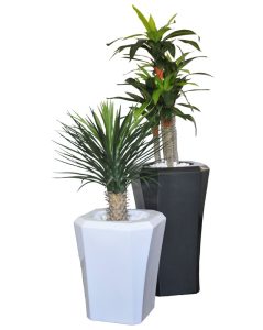 Yucca Base Bush / Dracaena