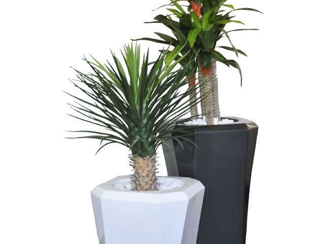 Yucca Base Bush / Dracaena