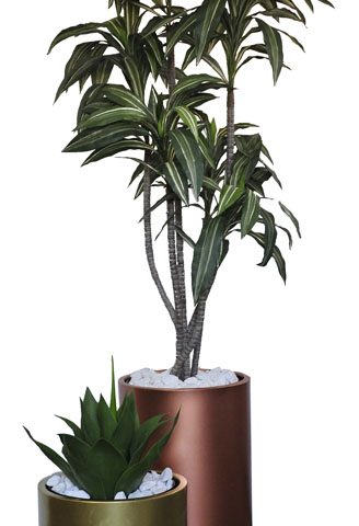 Agave / Dracaena