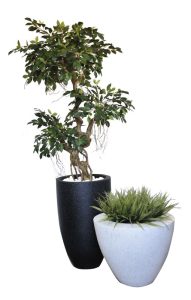 Crazy Ficus / Vanilla Grasses