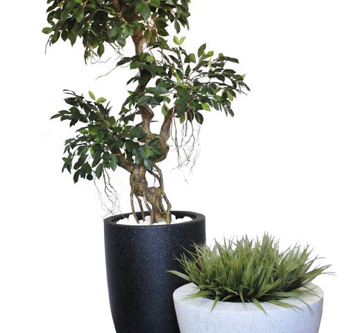 Crazy Ficus / Vanilla Grasses