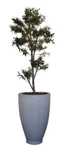 Olive Tree in Cement Milan Pot