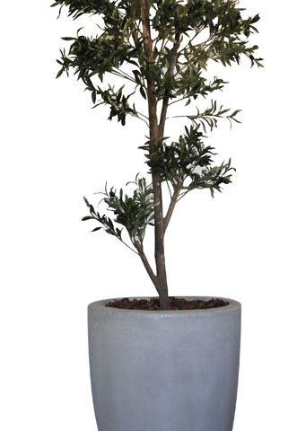 Olive Tree in Cement Milan Pot
