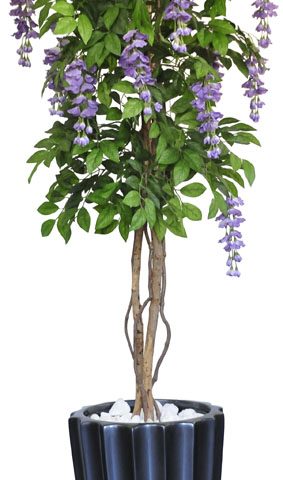 Wisteria Tree in Tall Groove Pot