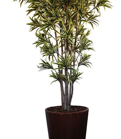 Dracaena Reflexa in Piza Pot