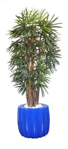 Raphis Palm in Fat Groove Pot