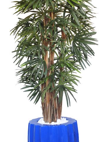 Raphis Palm in Fat Groove Pot