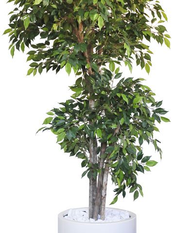 Natasja Ficus in Bailey Pot