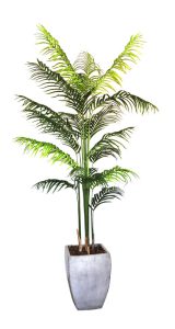 2m Areca Palm in Roma Pot