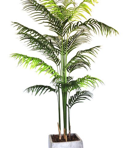 2m Areca Palm in Roma Pot