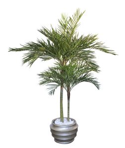 Areca Palm 2x Stem in Ridged Pot