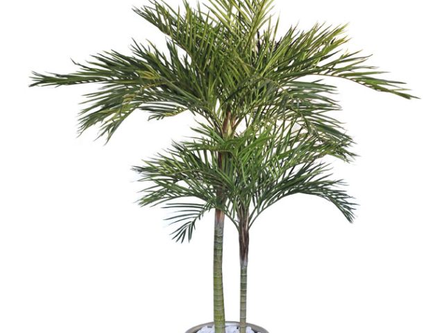 Areca Palm 2x Stem in Ridged Pot