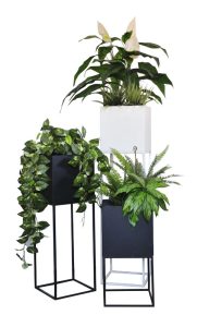 Square Steel Pot Grouping with Anglonema & fern / Pothos / Spathiphyllum & Vanilla Grasses