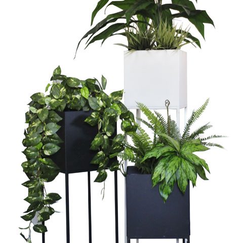 Square Steel Pot Grouping with Anglonema & fern / Pothos / Spathiphyllum & Vanilla Grasses