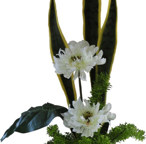 Gerbera in Mini Rock Urchin Vase