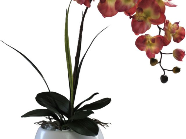 Autumn Orchid in LVG Cone Vase