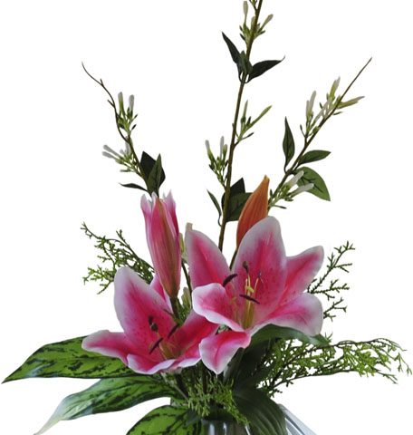 Sweet Clover & Tiger Lilly Anglaonema