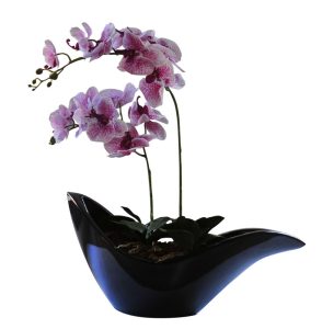 Black Dove with Speckled Orchid