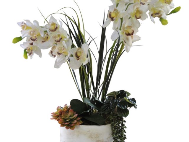 Cymbidium & Succulents in Antique Vase