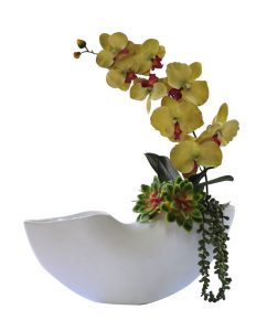 Green Orchid & Rock Roses in Half Pipe Vase