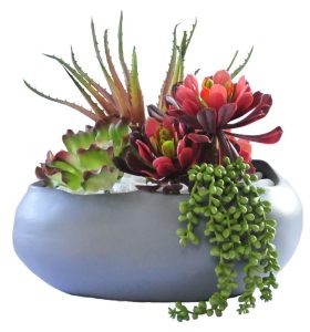 Succulents in Charcoal Grey Vale Vase
