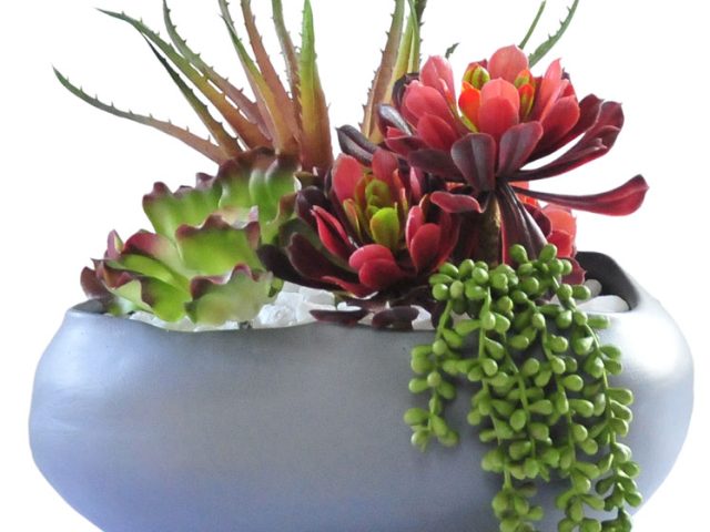 Succulents in Charcoal Grey Vale Vase