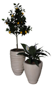 Lemon Tree / Spathiphyllum