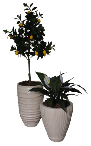 Lemon Tree / Spathiphyllum