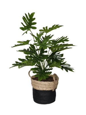 Philodenderon in Two-Tone Basket